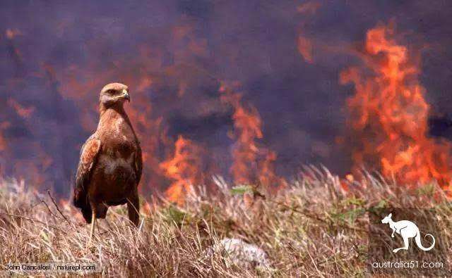 Burung Bakar Hutan 01