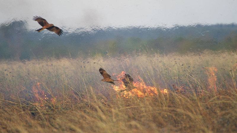 Burung Bakar Hutan 02