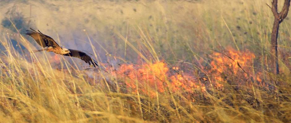 Burung Bakar Hutan 03